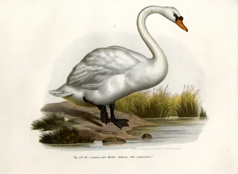 Mute Swan